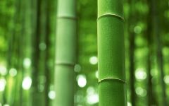 Tapeta Nature Bamboo trees 005.jpg